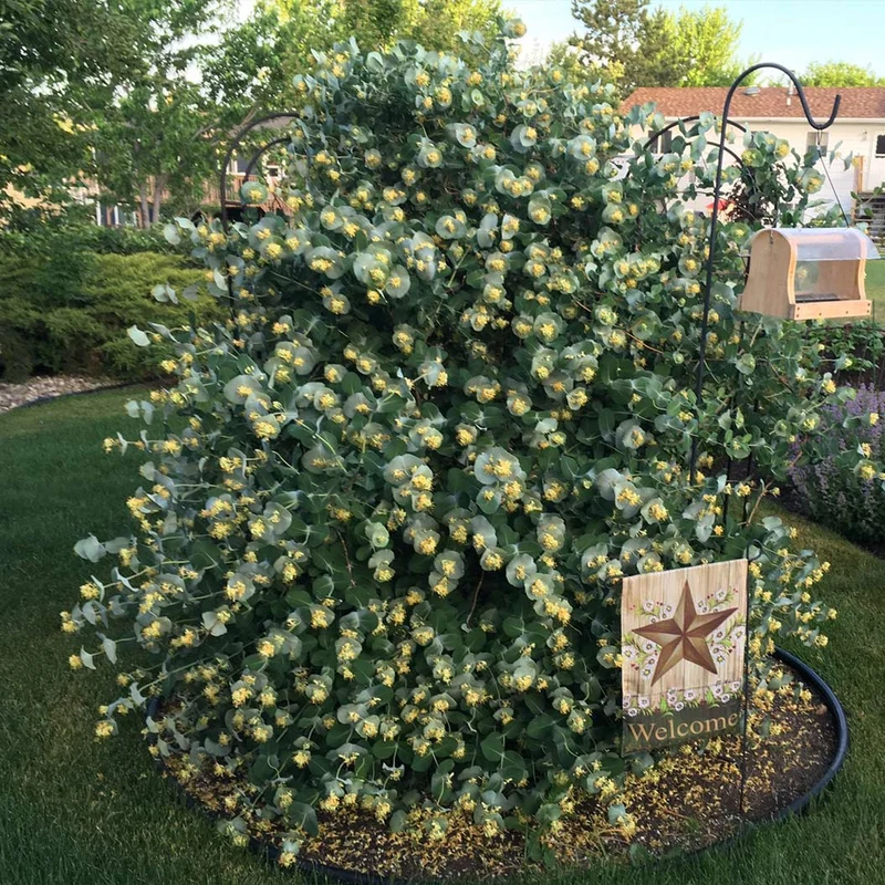 Proven Winners® Kintzley's Ghost® Honeysuckle Vine