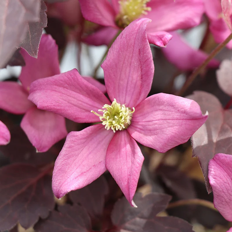 Proven Winners® Moongate Mocha™ Clematis Vine