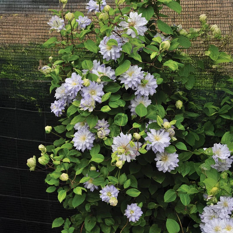 Proven Winners® Diamond Ball® Clematis Shrub