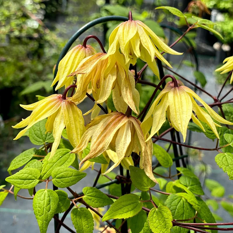Proven Winners® Funyella Clematis Shrub