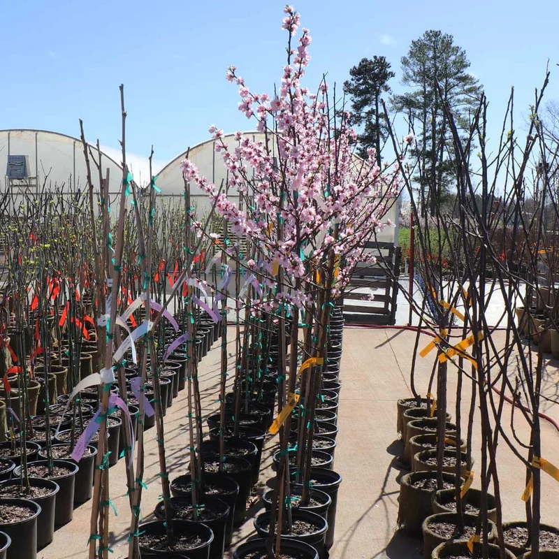Nonpareil Almond Tree