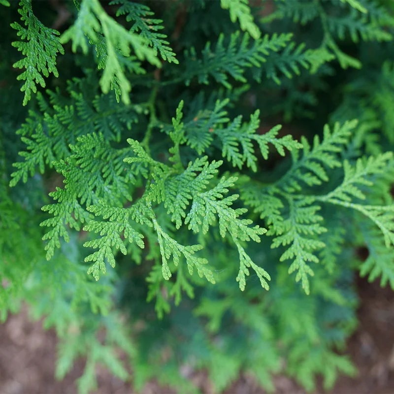 Proven Winners® Sasquatch Dark Green Arborvitae Tree