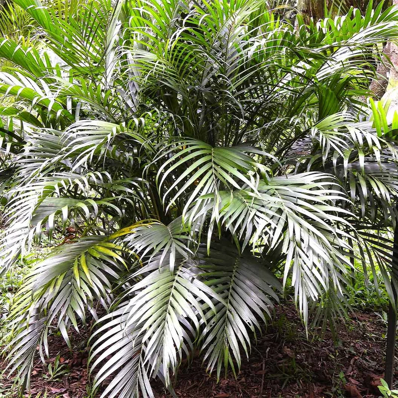 Cat Palm Plant