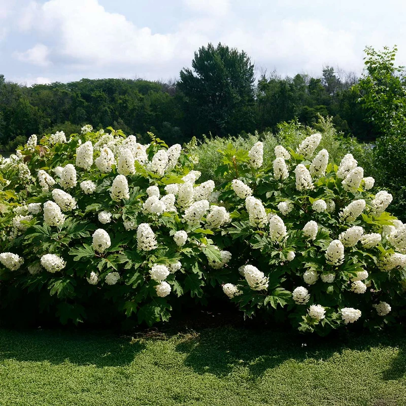 Proven Winners® Gatsby Gal® Oakleaf Hydrangea Shrub