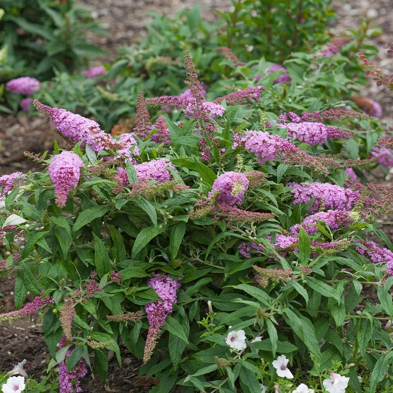 Proven Winners® Pugster Pink® Butterfly Bush