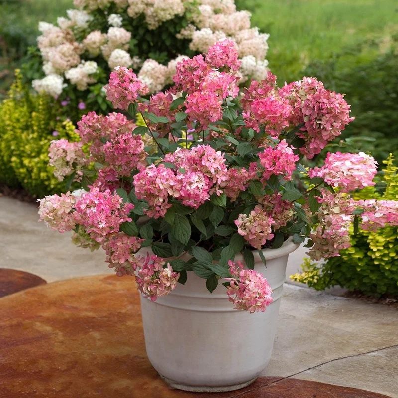 Proven Winners® Fire Light® Hydrangea Shrub