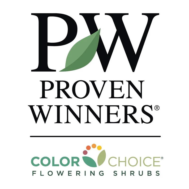 Proven Winners® Fire Light® Hydrangea Shrub