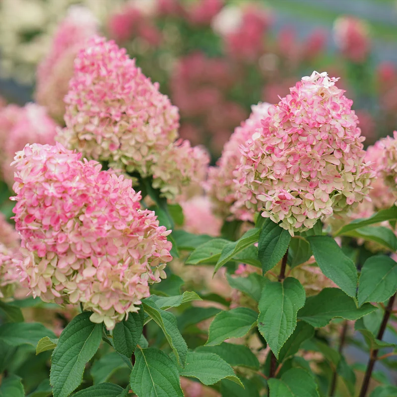 Proven Winners® Quick Fire Fab Hydrangea Shrub