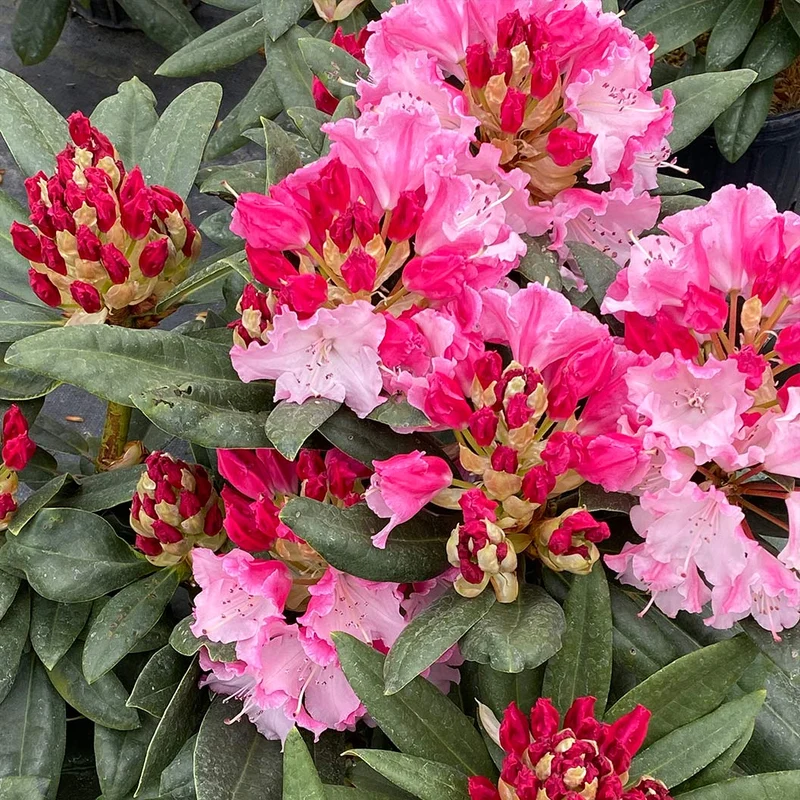 Proven Winners® Dandy Man Color Wheel Rhododendron Shrub