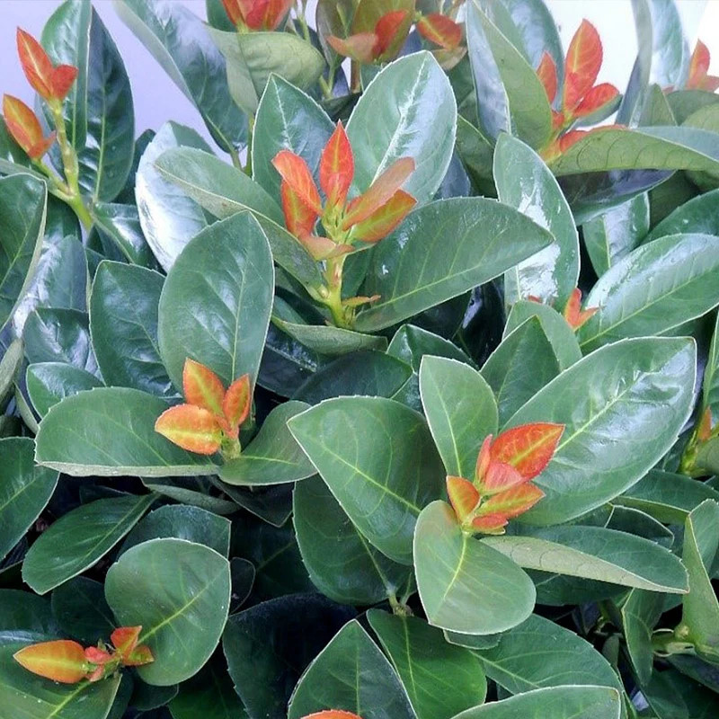 Proven Winners® Jade Turtle Cherry Laurel Shrub