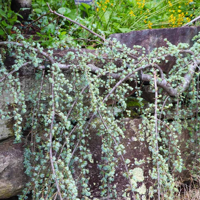 Weeping Blue Atlas Cedar Tree
