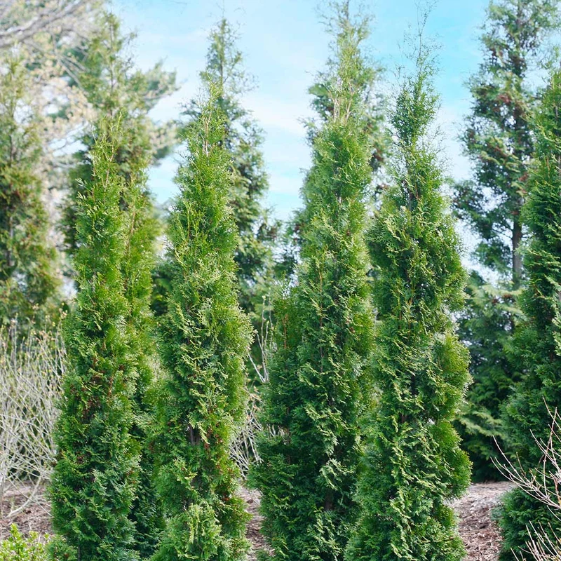 Full Speed A Hedge Thin Man Arborvitae Tree