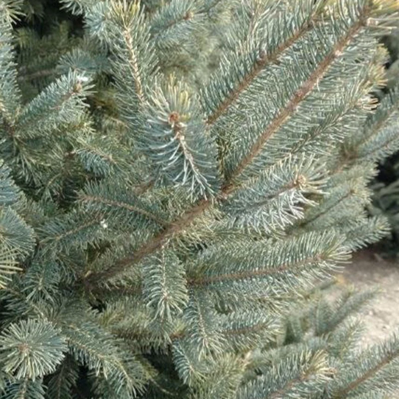 Ice Breaker Korean Fir Shrub