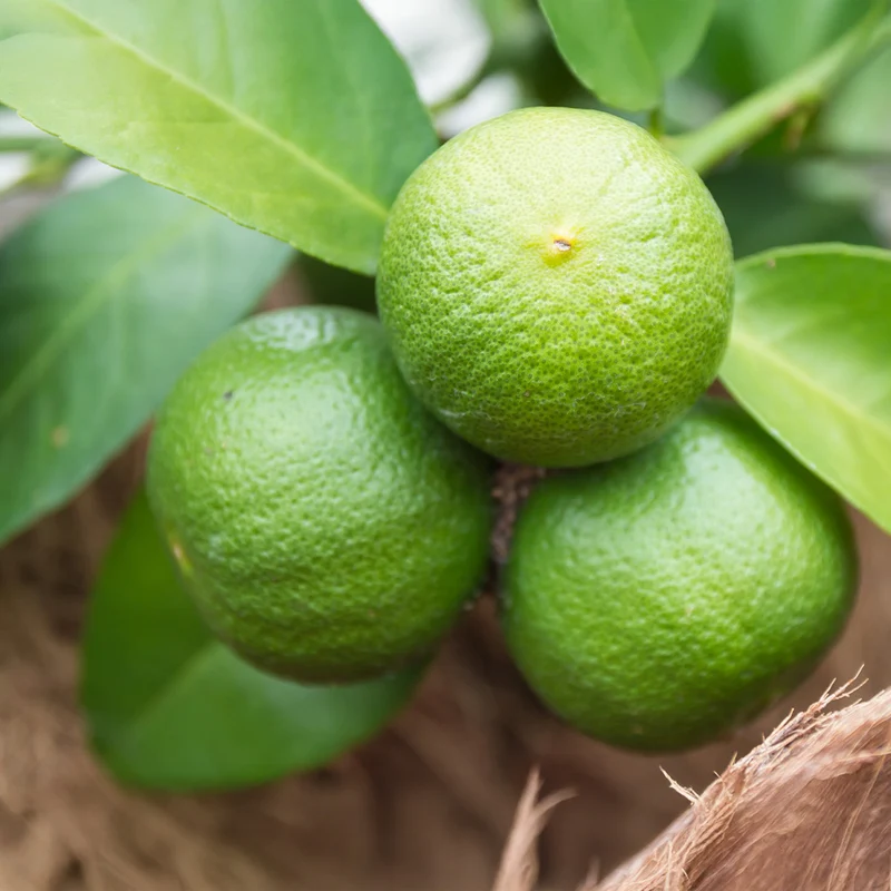 Sudachi Lime Tree