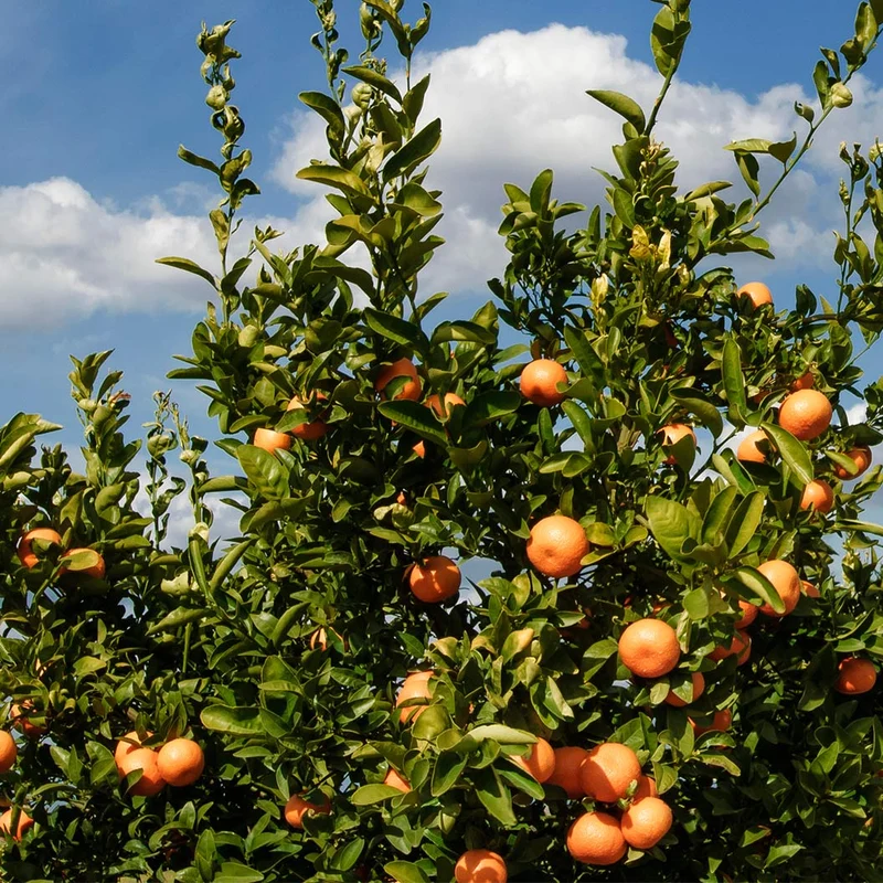 Page Mandarin Tree