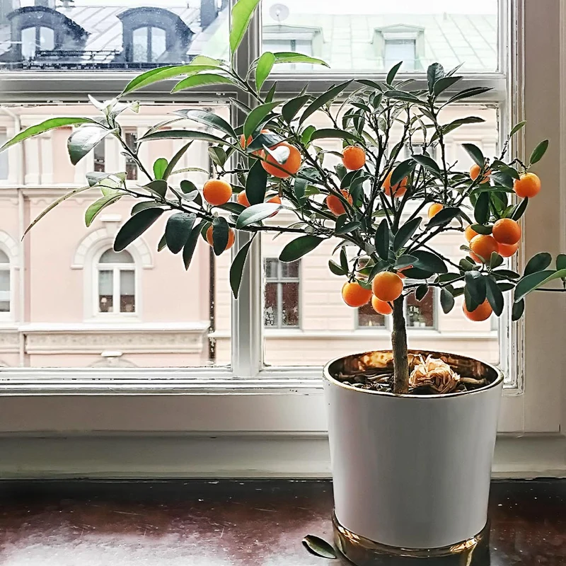 Page Mandarin Tree