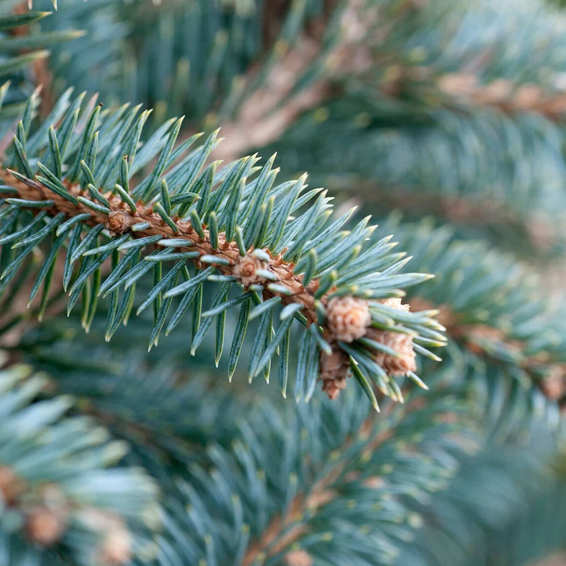 Dwarf Serbian Spruce Tree