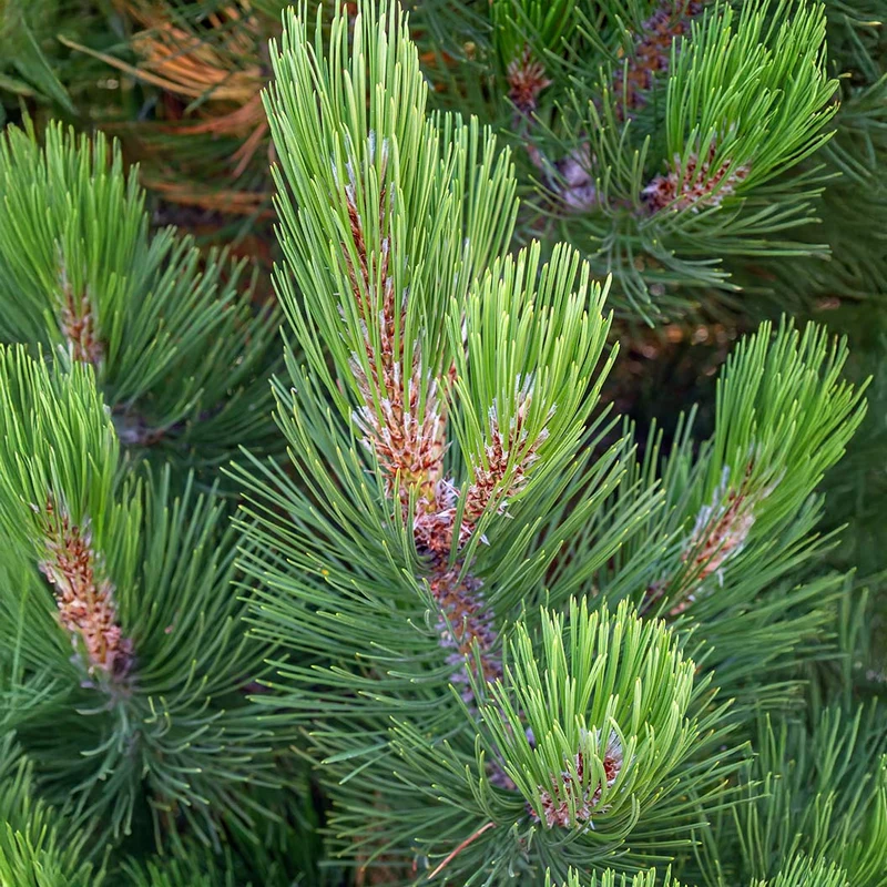 Compact Gem Bosnian Pine Tree