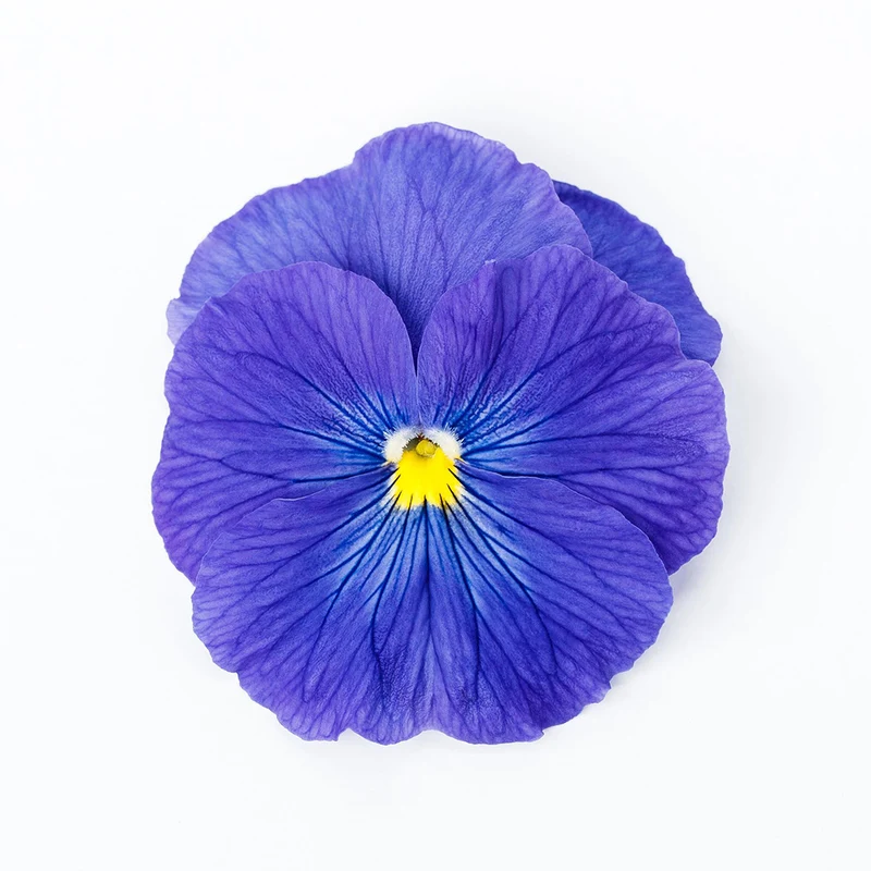 Delta™ Pro True Blue Pansy Plant