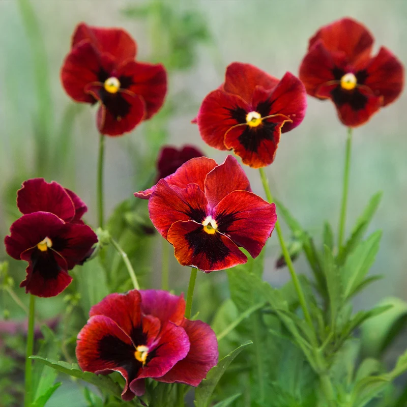 Delta™ Pro Red with Blotch Pansy Plant