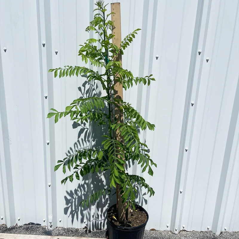 Soleil Yellow Hog Plum Tree
