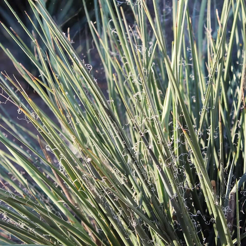 Little Miss Sunshine Yucca Shrub