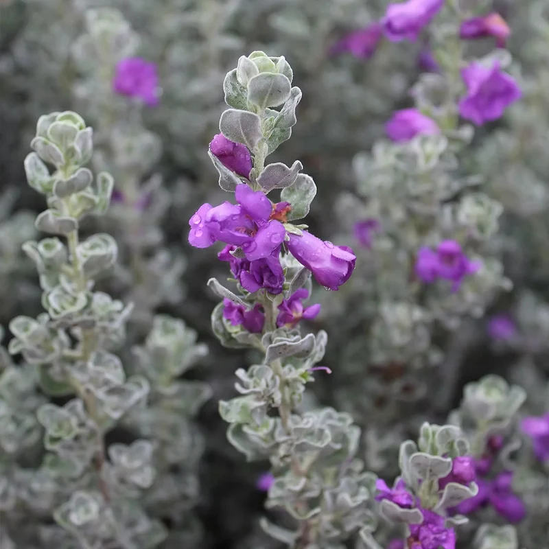 Microburst™ Texas Sage Shrub