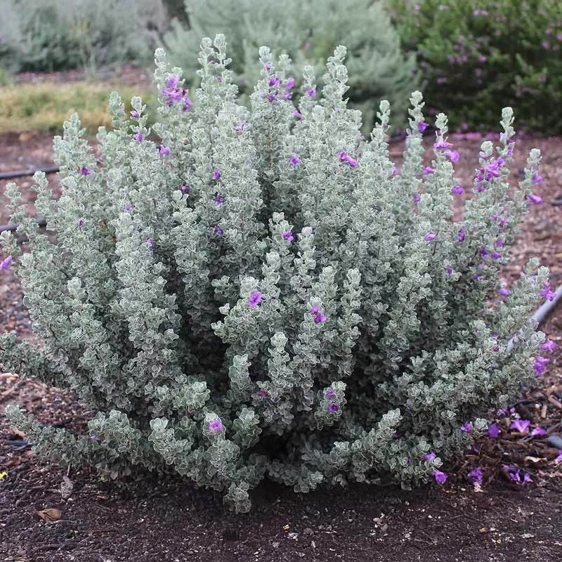 Microburst™ Texas Sage Shrub