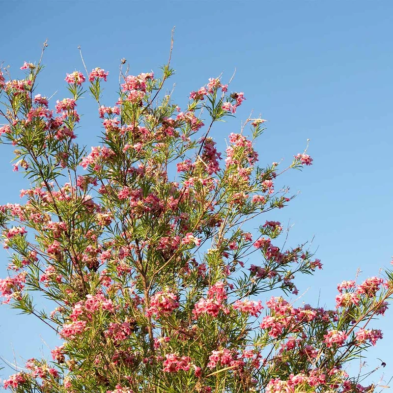 Bubba Desert Willow