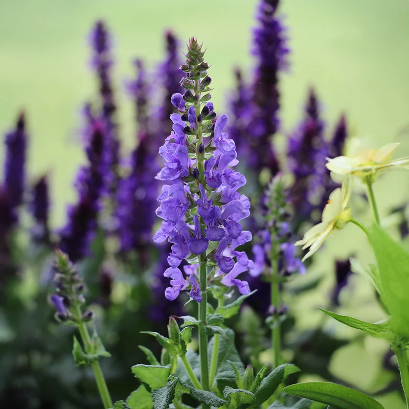 Sky Blue Marvel Salvia Plant