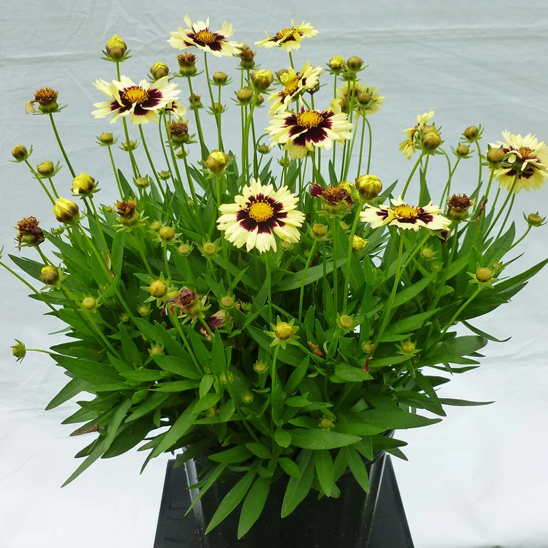 UpTick™ Cream & Red Coreopsis Plant