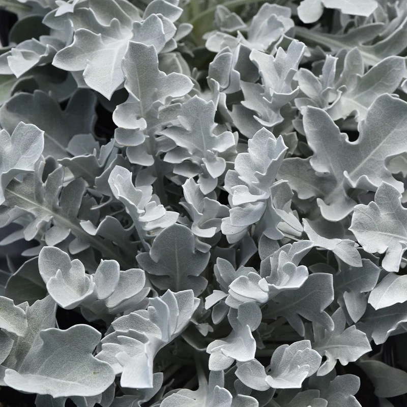 Silver Swirl Dusty Miller Plant