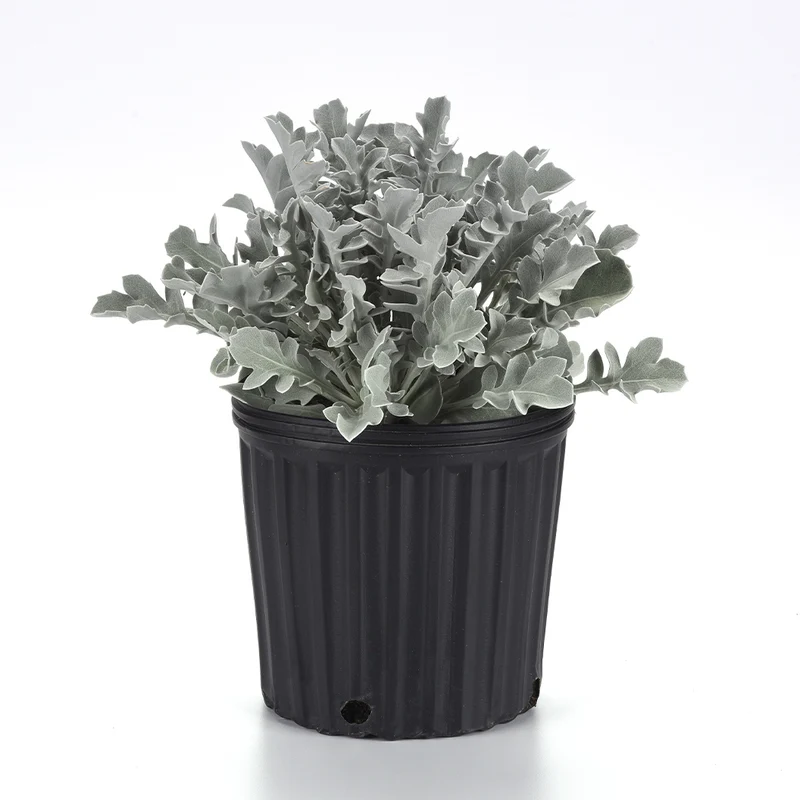 Silver Swirl Dusty Miller Plant