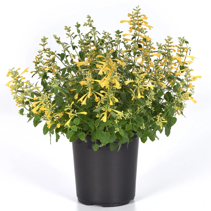 Summerlong™ Lemon Agastache Plant