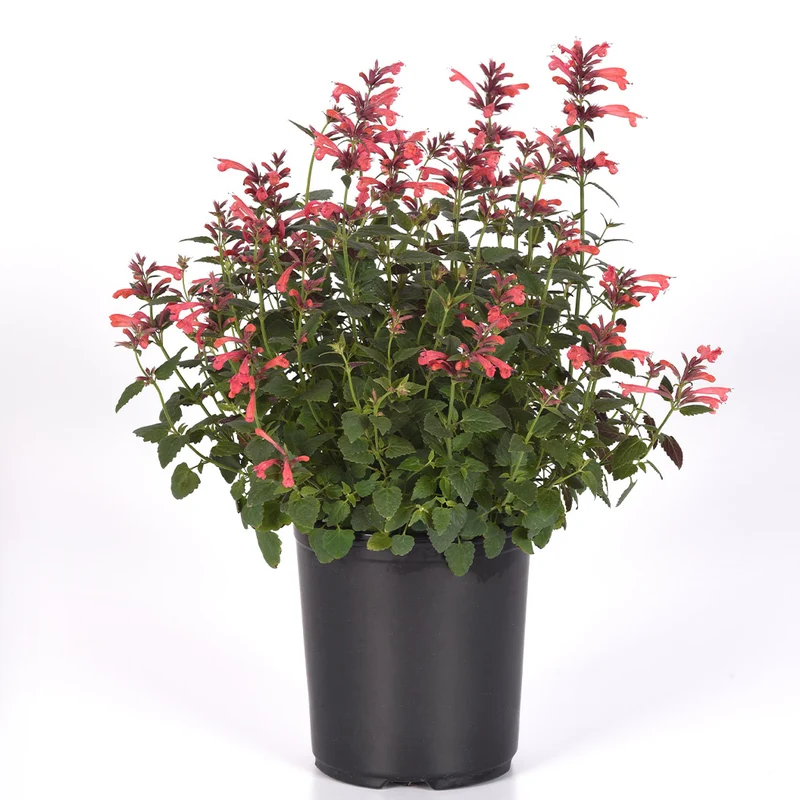 Summerlong™ Coral Agastache Plant