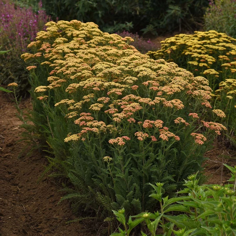 New Vintage™ Terracotta Yarrow Plant