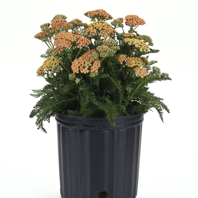 New Vintage™ Terracotta Yarrow Plant