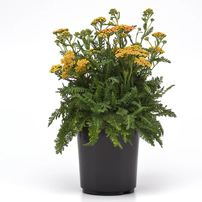 Milly Rock™ Yellow Terracotta Yarrow Plant