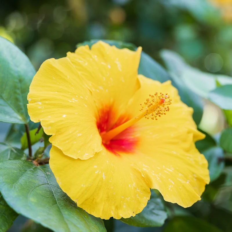 Tequila Yellow Tropical Hibiscus Tree