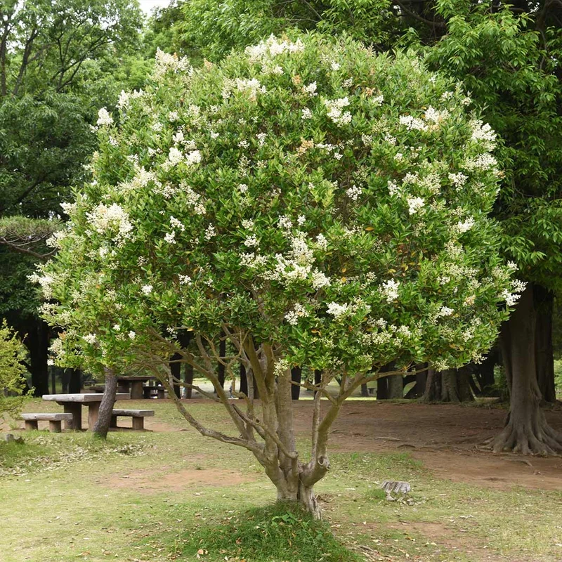 Glossy Privet Bush