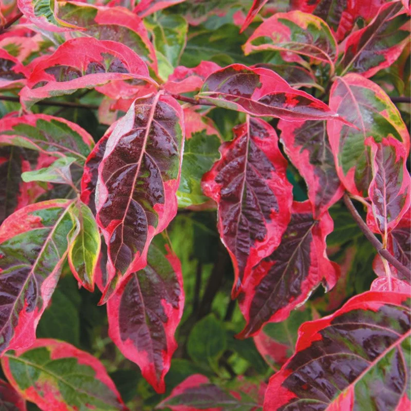 Celestial Shadow Dogwood Tree