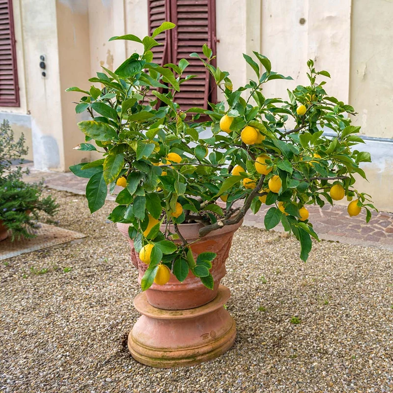 Genoa (Italian) Lemon Tree