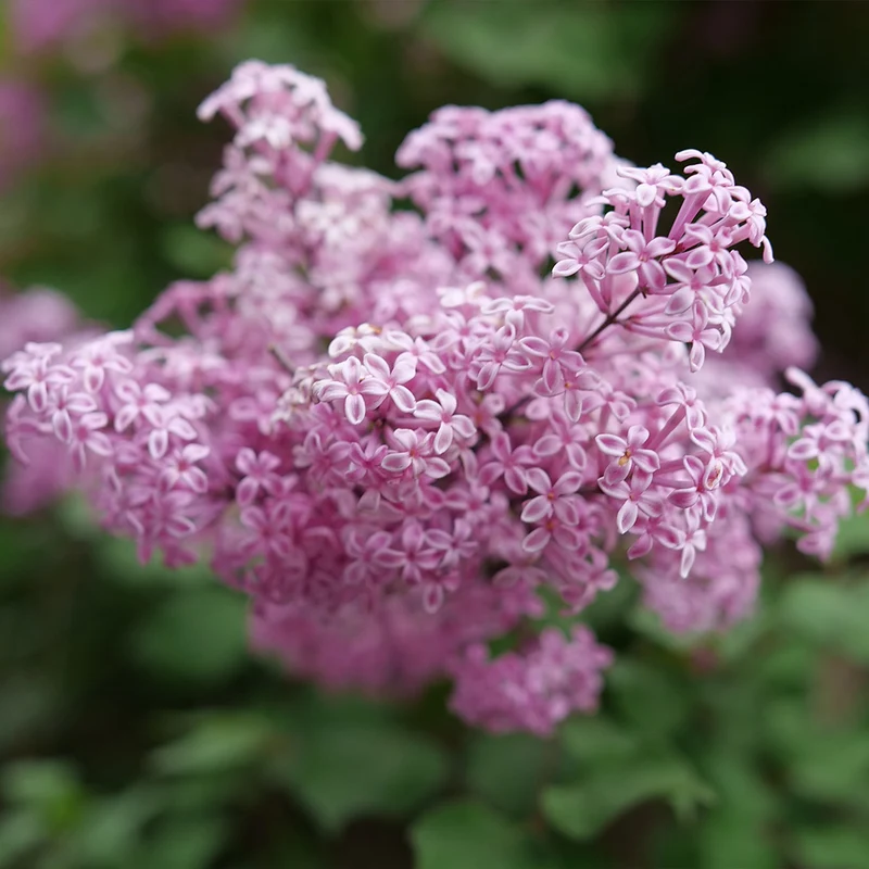 Proven Winners® Bloomerang Purpink® Lilac Shrub