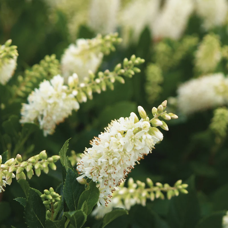 Proven Winners® Sugartina Crystalina Summersweet Clethra Shrub
