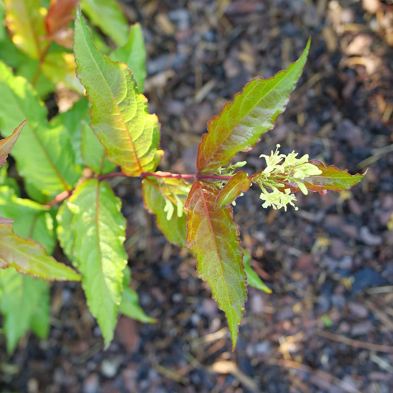 Proven Winners® Kodiak Red 2.0 Honeysuckle Shrub