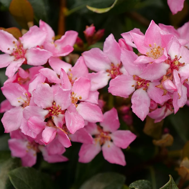 Proven Winners® La Vida Mas Indian Hawthorn Shrub