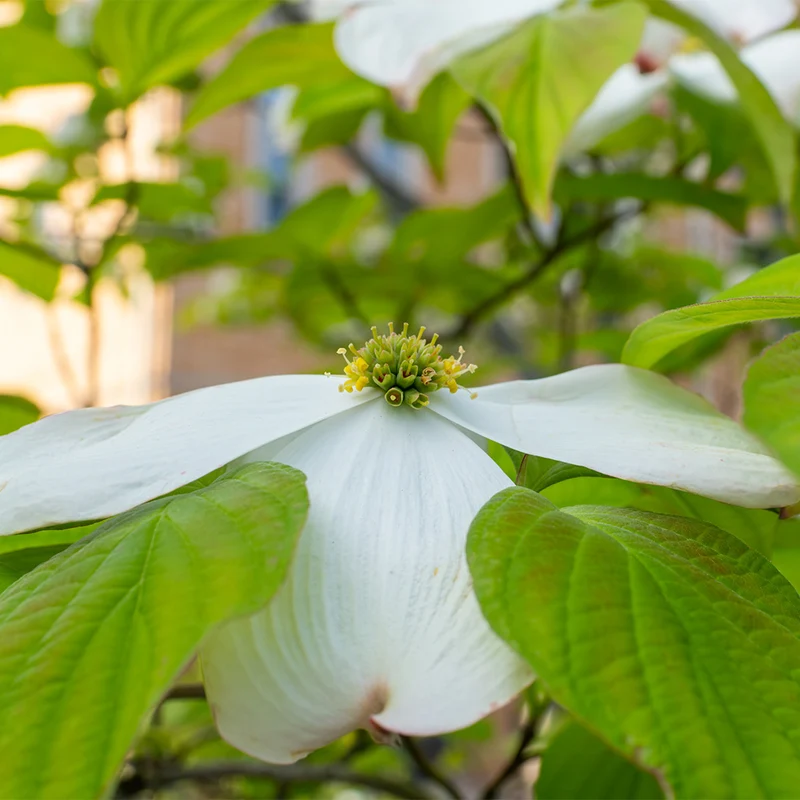Spring Grove Dogwood Tree