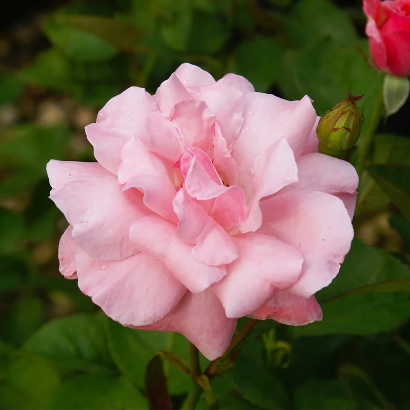Queen Elizabeth Rose Bush