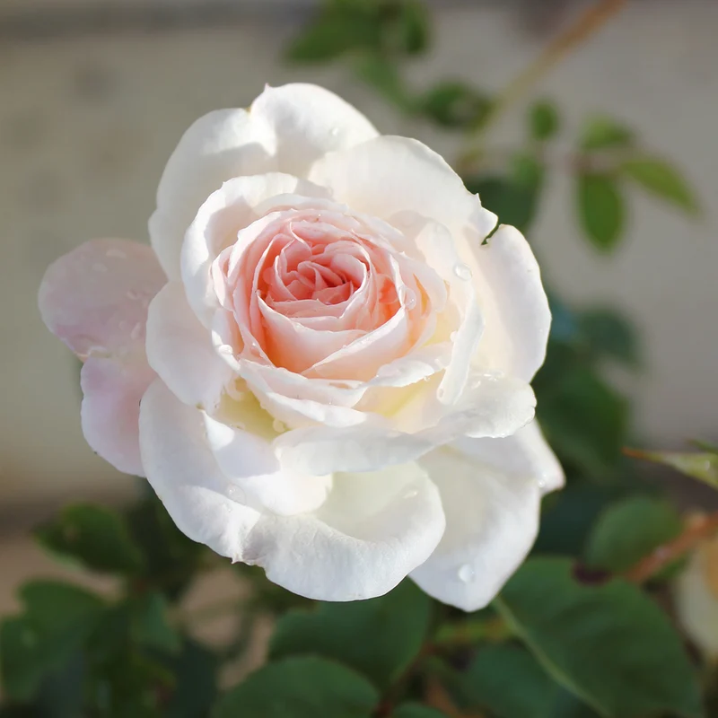Brindabella Roses™ Touch of Pink™ Rose Shrub
