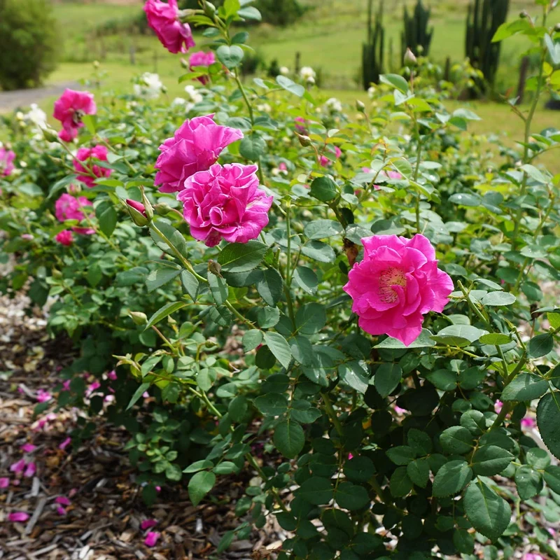 Brindabella Roses™ Purple Prince™ Rose Bush
